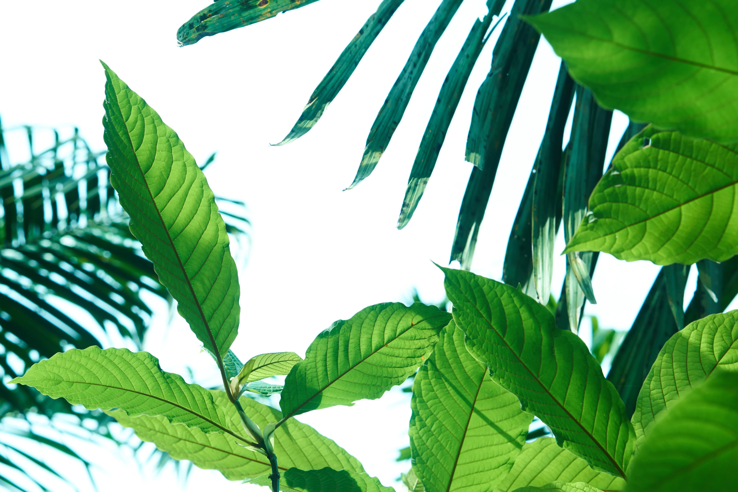 What is Mitragyna Speciosa