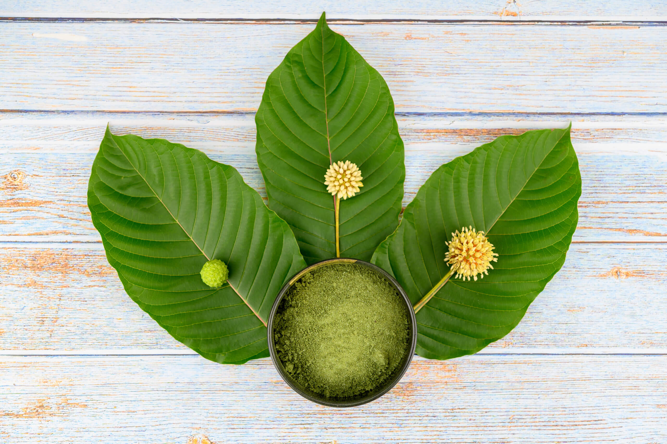 Can Kratom Make a Comeback in Wisconsin?