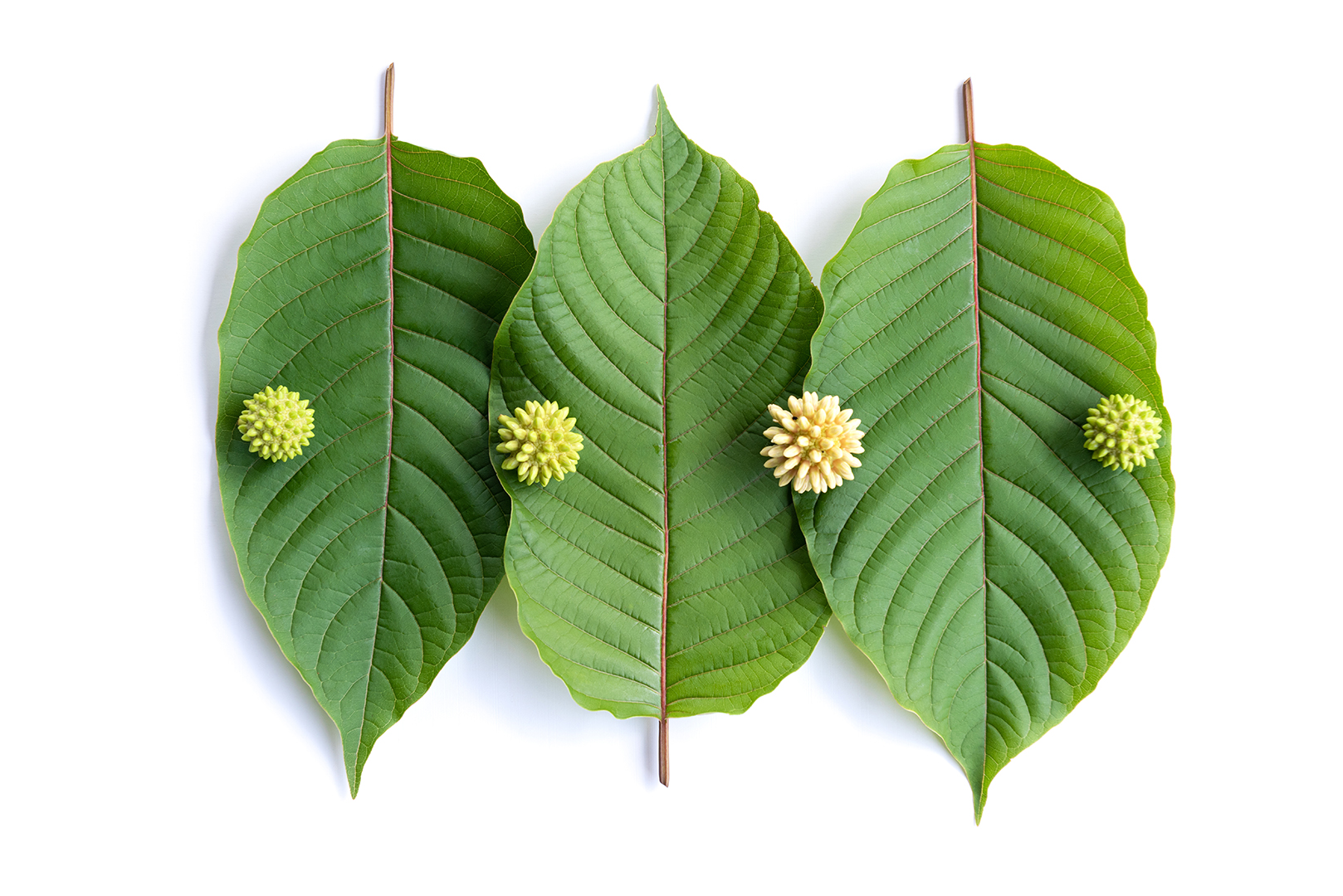 Kratom leaves