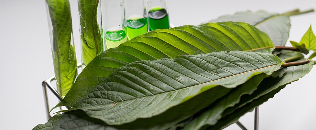 Kratom Leaves