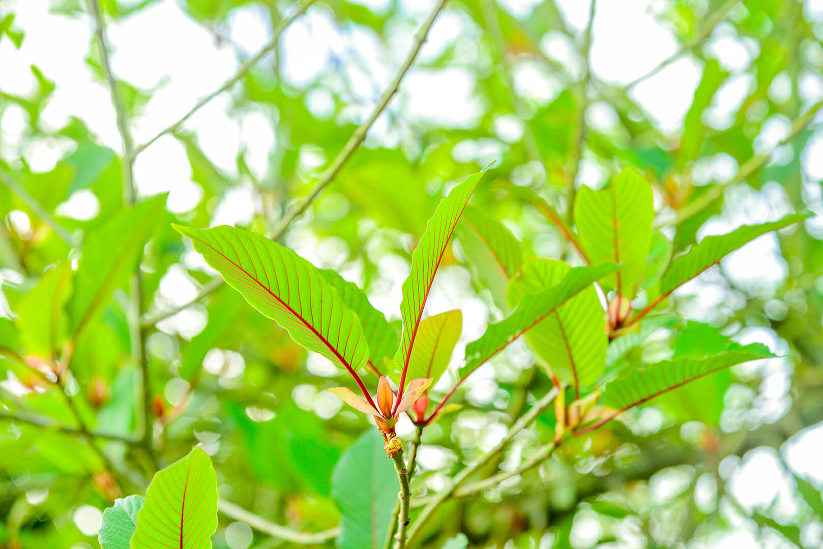 Hurdles, Talking kratom and the FDA