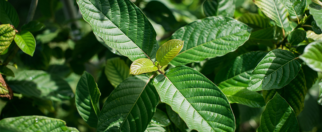 Kratom leaves