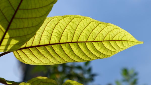 The History of Red Kratom