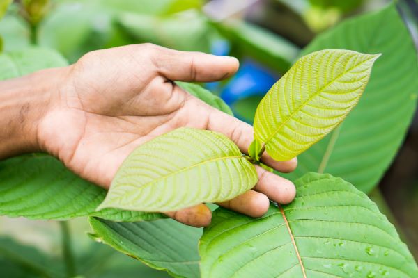 Know the Benefits of Mitragyna Speciosa
