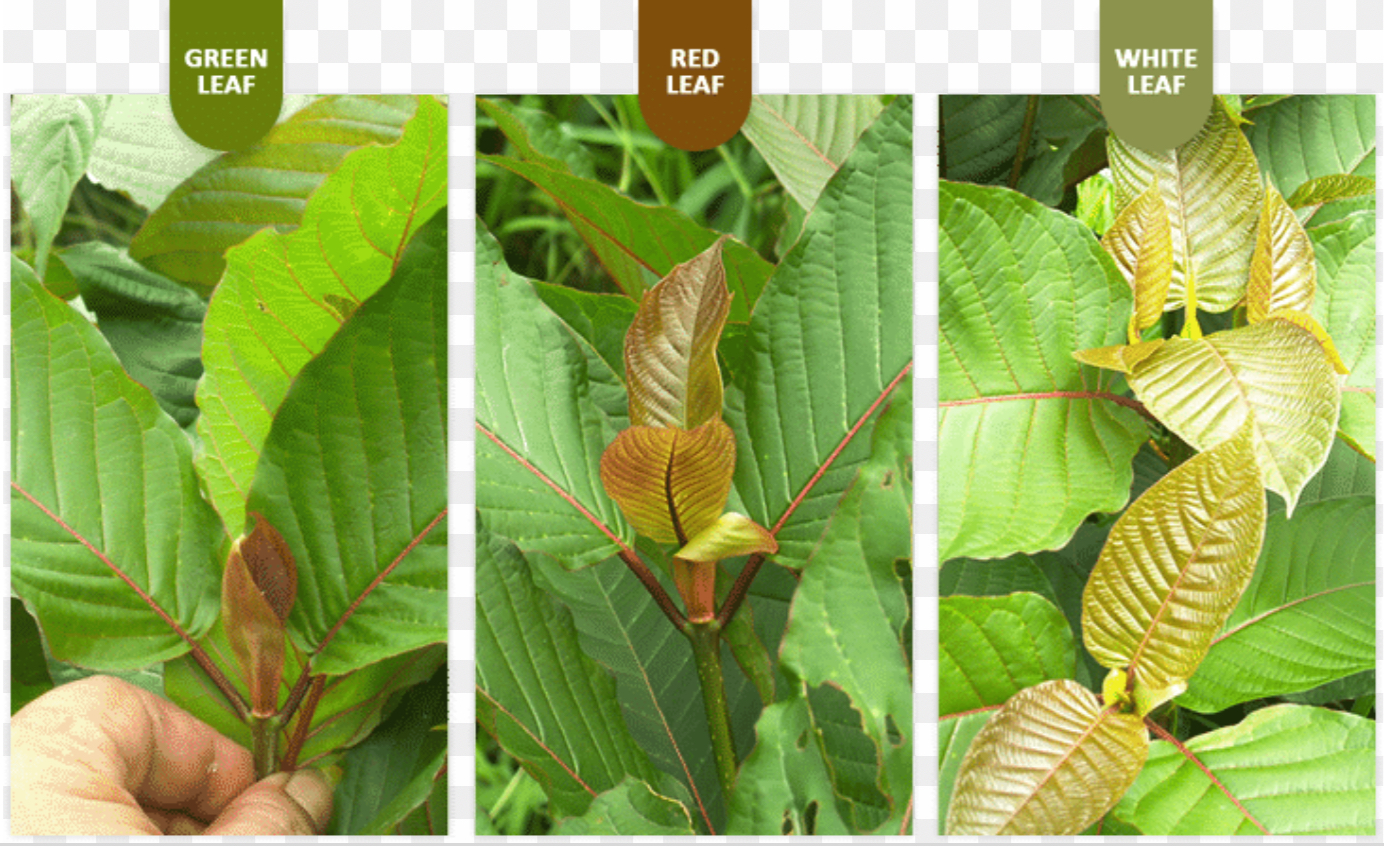 best strain of kratom