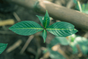kratom plant