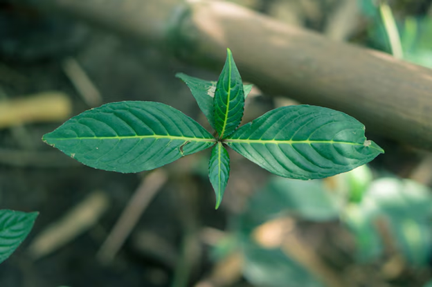 kratom plant